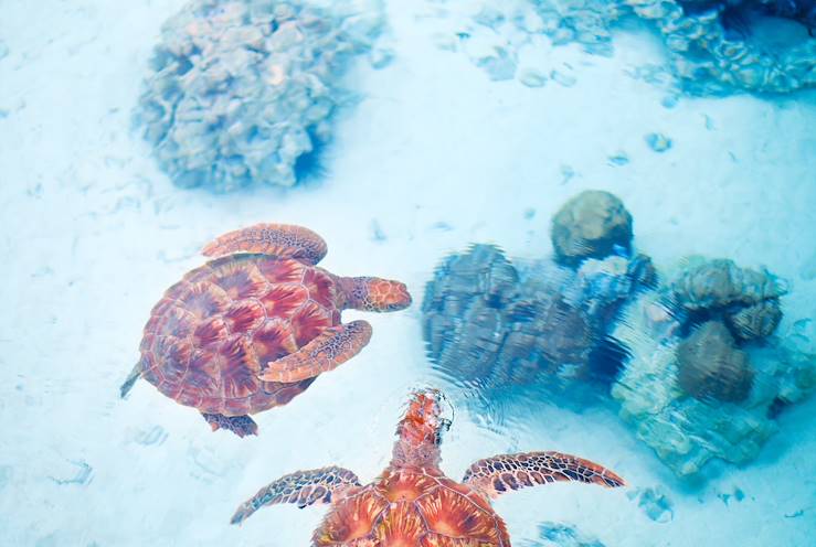 Snorkeling with turtles © Alexander Shalamov/BlueOrange Studio/stock.adobe.com 