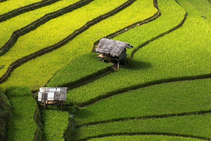 Rice field in Vietnam © Droits reservés