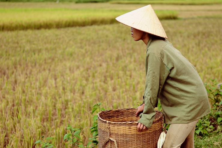 Rice - field Lai Chau region - Vietnam © Droits reservés