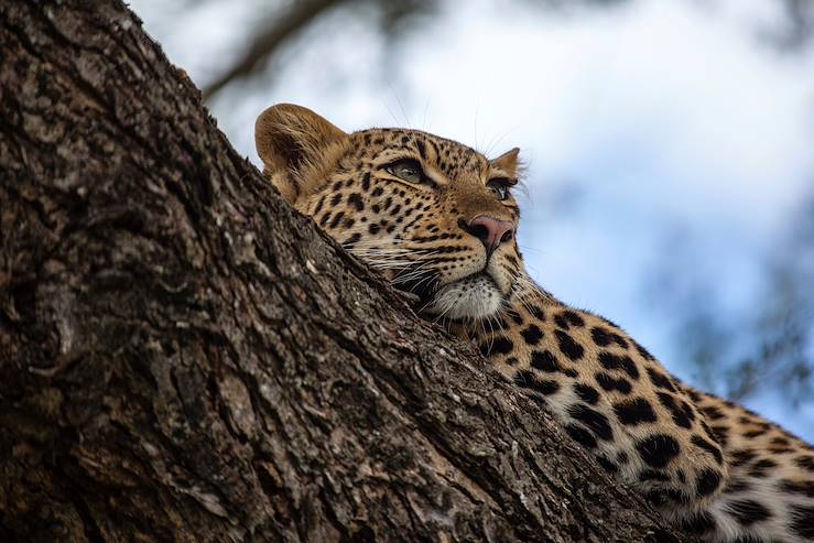 Leopoard - Kruger Park - Sout Africa © mmuzerie / iStockphoto / Thinkstock