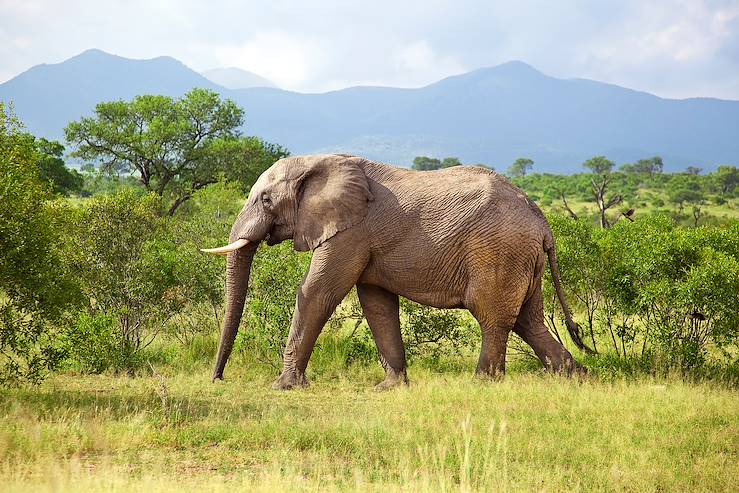 Elephant - South Africa © Getty Images / iStockphoto