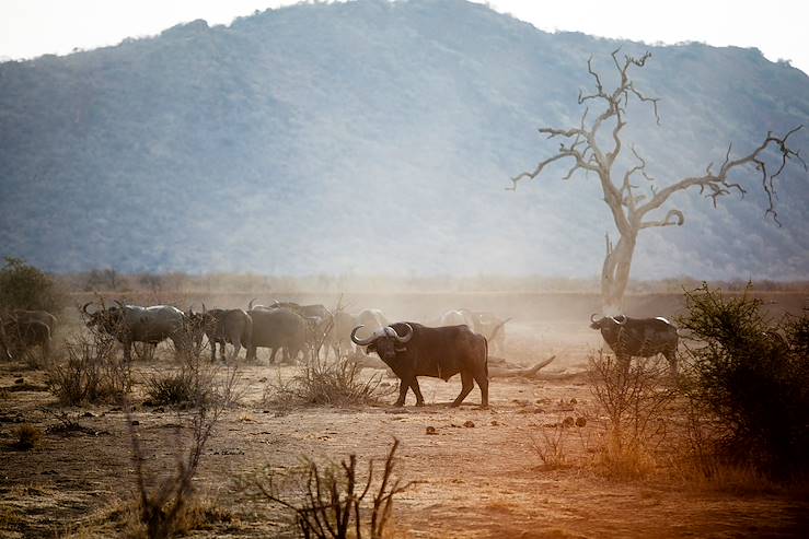 Madikwe Reserve - South Africa © Getty Images / iStockphoto