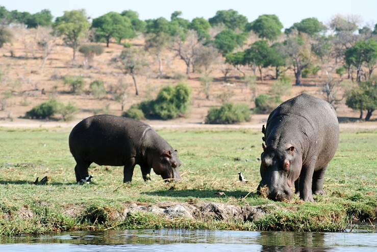 Hippo in Chobe National Park - Botswana © Laetitia FERREIRA