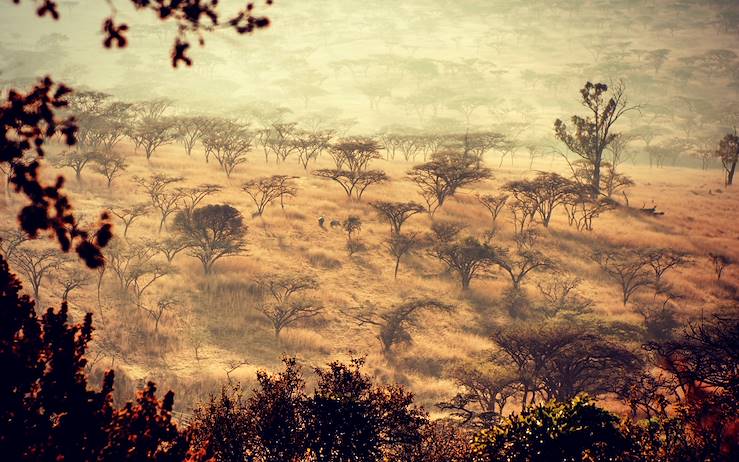 African bush - South Africa © Three Trees at Spioenkop