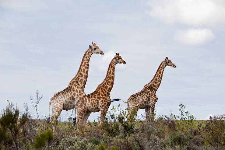 Giraffes - South Africa © Droits reservés