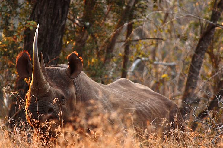 Hluhluwe - Afrique du Sud © Leopard Mountain Game Lodge