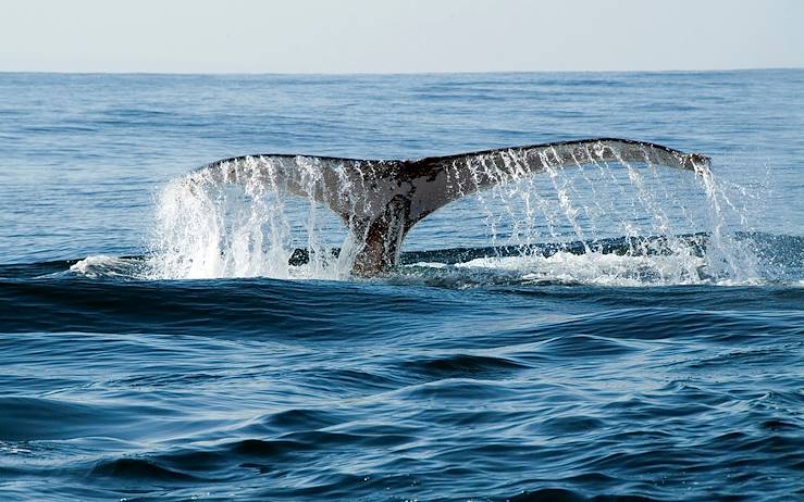 Whale - South Africa © Droits reservés