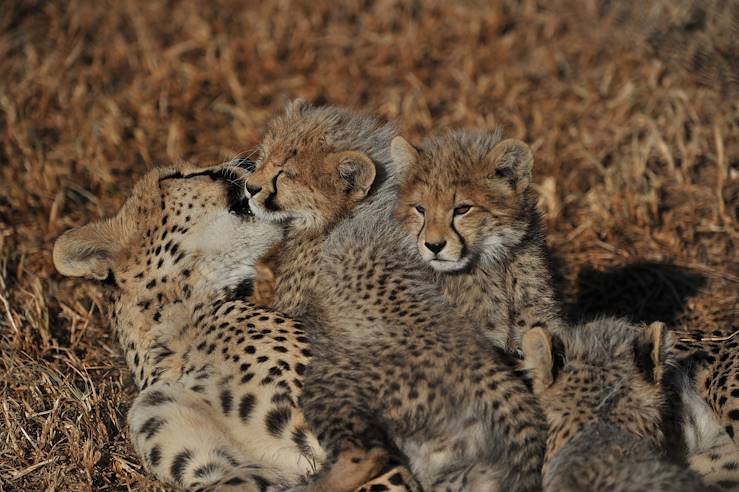 Ladysmith - Afrique du Sud © Cathy Dubuisson/Esiweni Safari Lodge