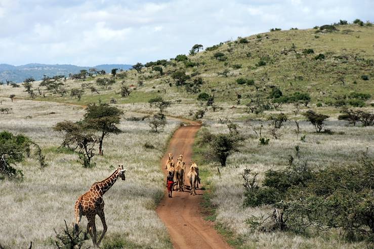 Giraffe and camels - Laikipia - Kenya © Christophe Cerisier/Getty Images/iStockphoto