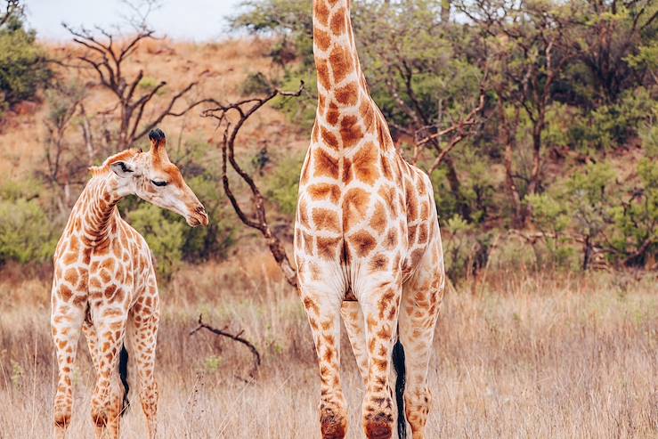 Afrique du Sud © Droits reservés