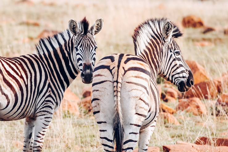 Zebras in South Africa © Olivier Romano