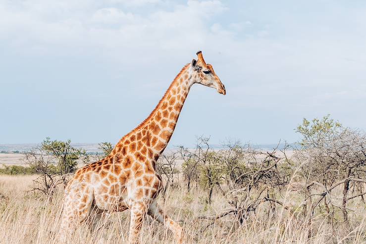 Giraffe in South Africa © Olivier Romano