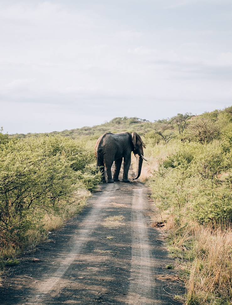 Elephant crossing the road  in South Africa © Olivier Romano