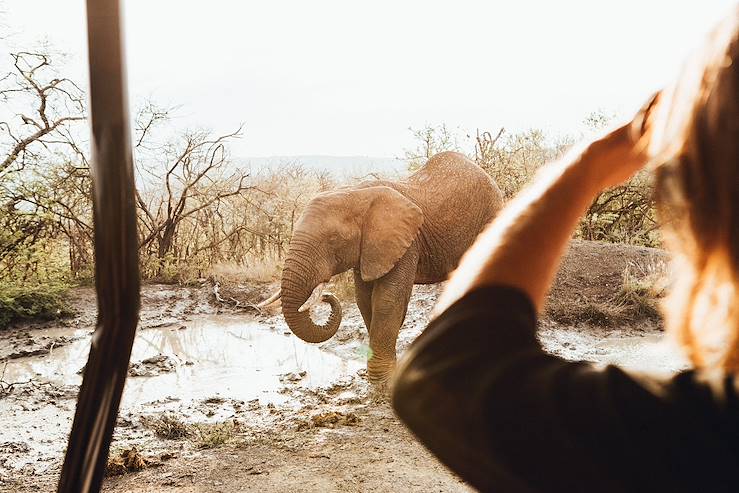 Elephant - Ladysmith - KwaZulu-Natal - South Africa © Olivier Romano