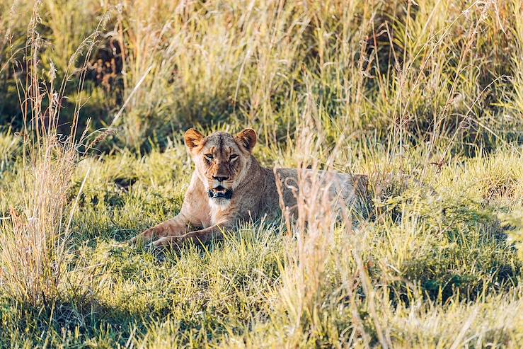 Parc Kruger - Afrique du Sud © Olivier Romano