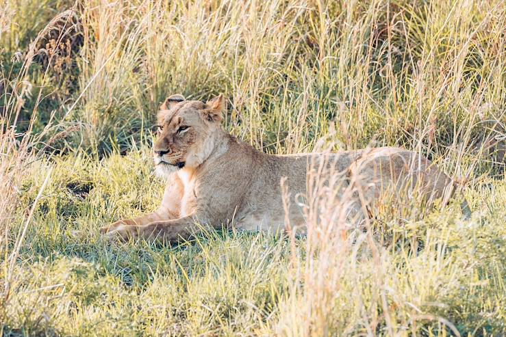 Lion - South Africa © Olivier Romano