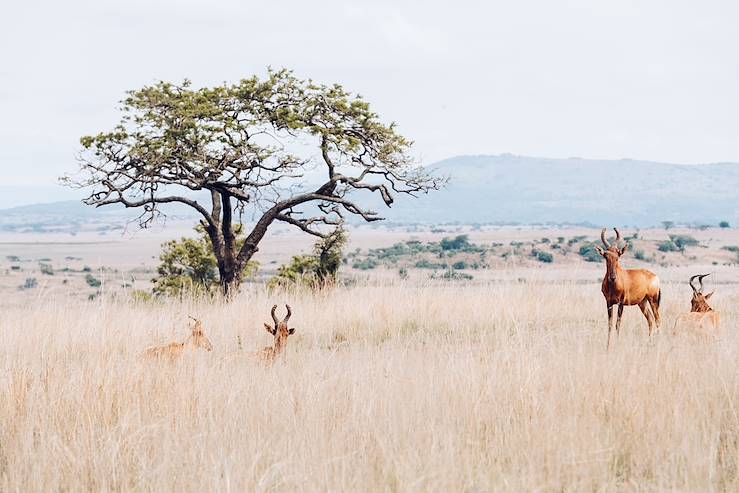 Antelope - Ladysmith - KwaZulu-Natal - South Africa © Olivier Romano