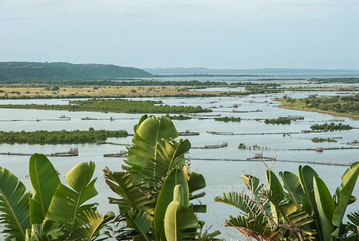 Wetland - South Africa © Droits reservés