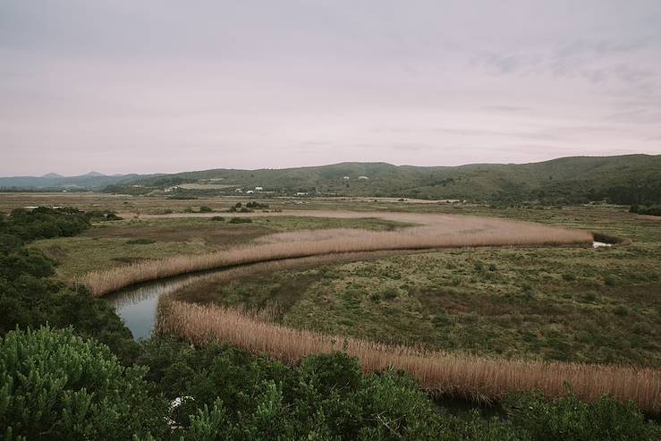 South african bush - South Africa © Droits reservés