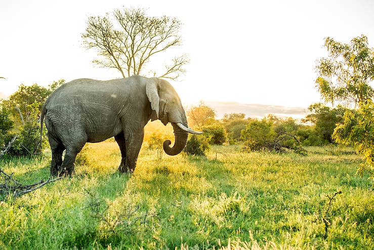 Elephant - South Africa © Singita Ebony Lodge