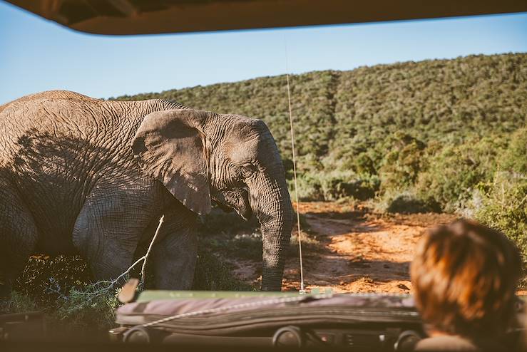 Safari in South Africa © Chalffy/Getty Images