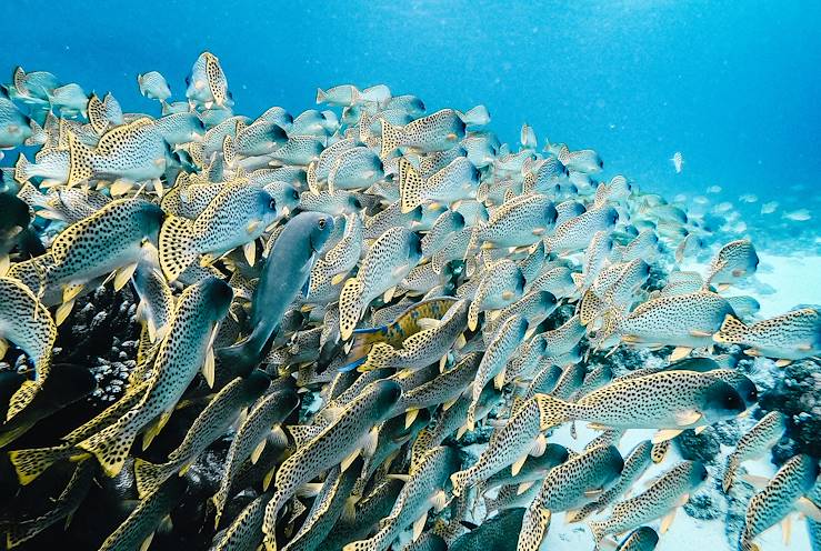 Snorkelling in the Bazaruto Archipelago - Mozambique © Anantara Bazaruto Island Resort & Spa/Minor Hotels