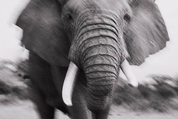 Elephant © Pie Aerts