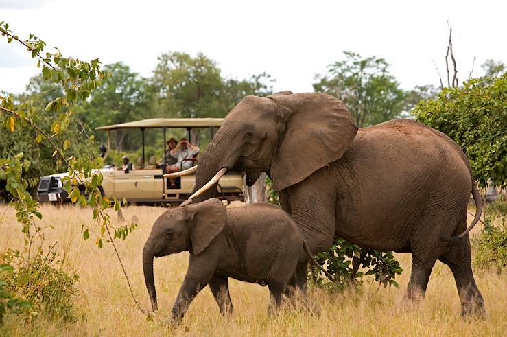 Elephants in Zambia © Droits reservés