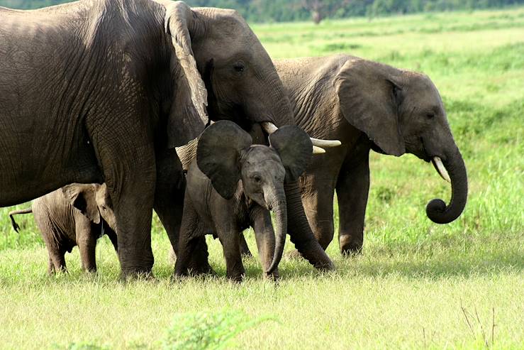 Elephants in Zambia © Droits reservés