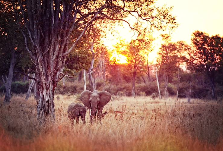 Elephants in Luangwa National Park  - Zambia © Gualtiero Boffi/tiero/Fotolia