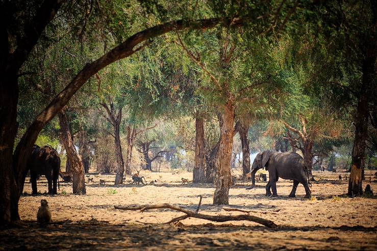 Elepants in Zambia © Droits reservés