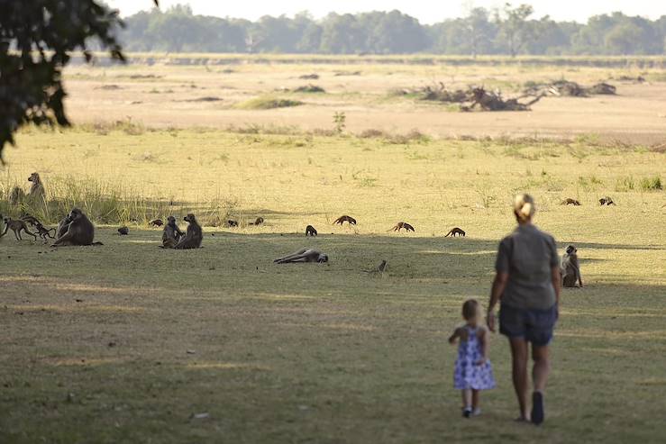 Monkeys in the bush - Zambia © Droits reservés