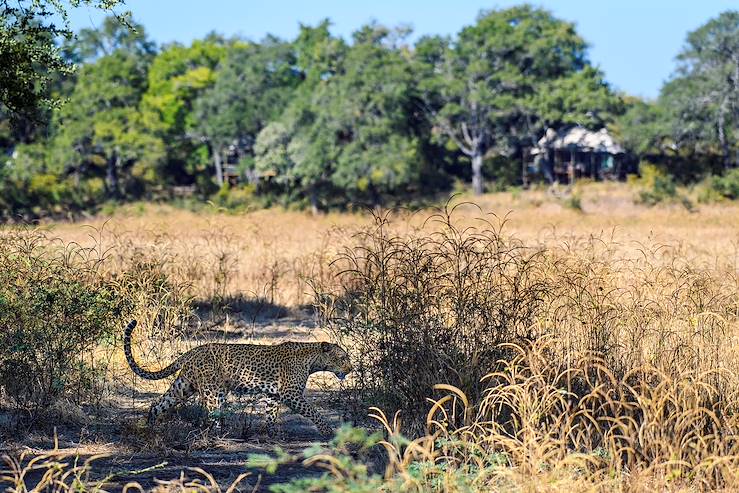 Leopard - Zambia © Droits reservés