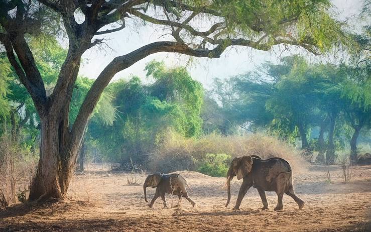 Elephants - Zimbabwe © Little Vundu