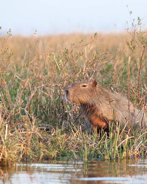 Itinerary Buenos Aires - Valdés Peninsula - Iberá Wetlands