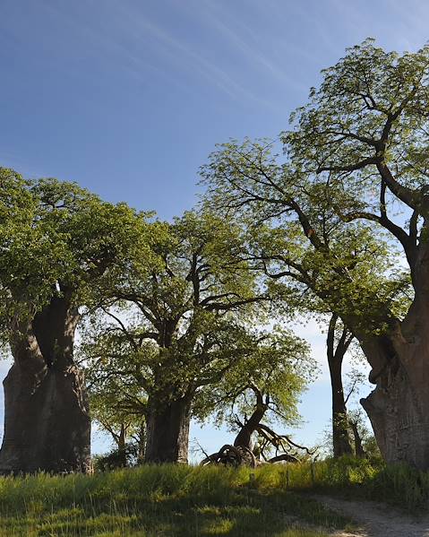 Itinerary The Kalahari & Makgadikgadi Pans,The Okavango Delta & Beyond