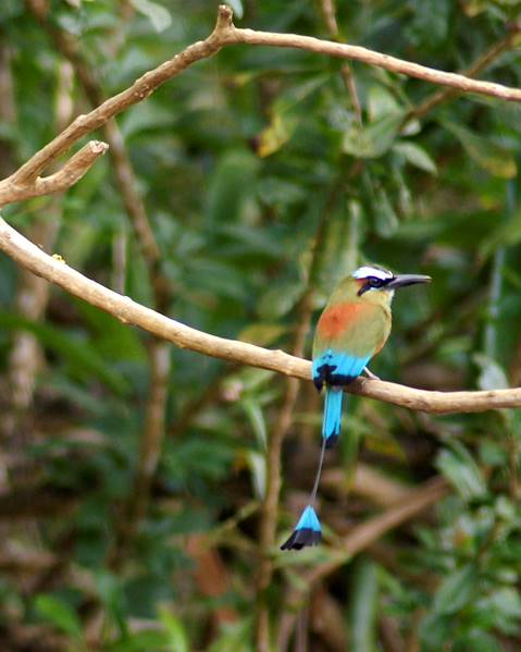 Itinerary Tortuguero National Park,Peninsula Papagayo,Central Valley