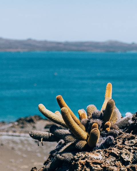 Itinerary Galapagos Archipelago