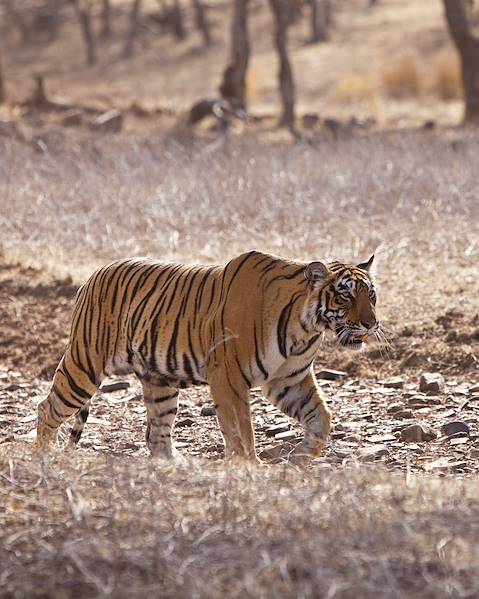 Itinerary Delhi - Bandhavgarh - Kanha - Pench - Satpura - Mumbai