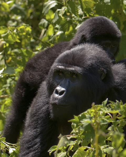 Itinerary The Kenyan Coast,Volcanoes National Park