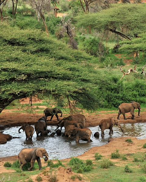 Itinerary Bwindi Impenetrable Forest,Uganda,The Masai Mara