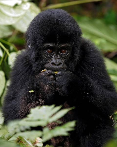 One Country Bwindi Impenetrable Forest, Uganda, The Maasai Mara