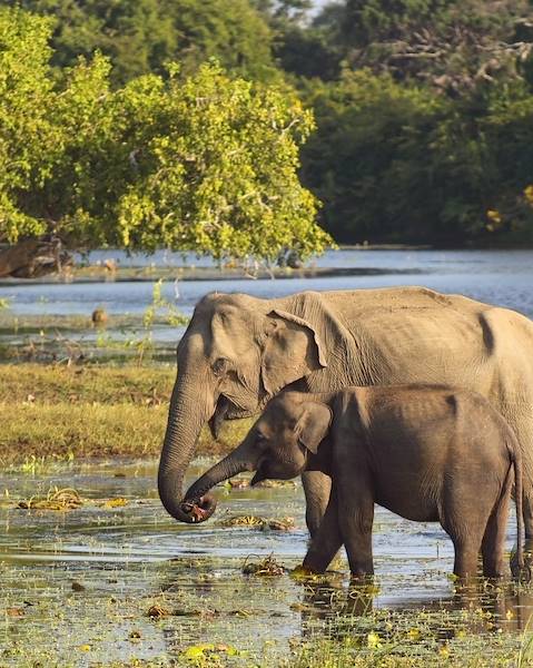 Itinerary Yala, Wilpattu & Gal Oya National Parks ,Colombo