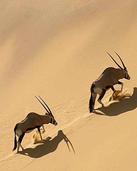 Itinerary Etosha & Damaraland,The Namib Desert