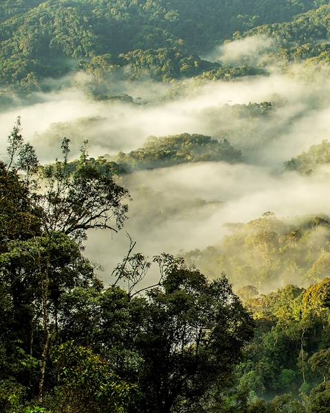 Itinerary Nyungwe National Park,Volcanoes National Park