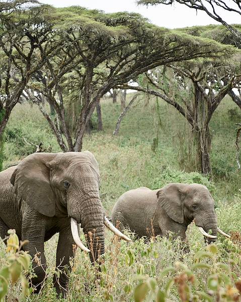 Itinerary Ngorongoro Crater & Northern Tanzania,The Endless Serengeti Plains