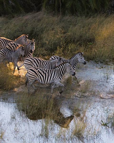 Itinerary South Africa - Johannesburg - Cape Town - Botswana - Okavango Delta