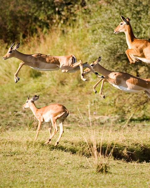 Itinerary Lower Zambezi National Park,The South Luangwa,Victoria Falls